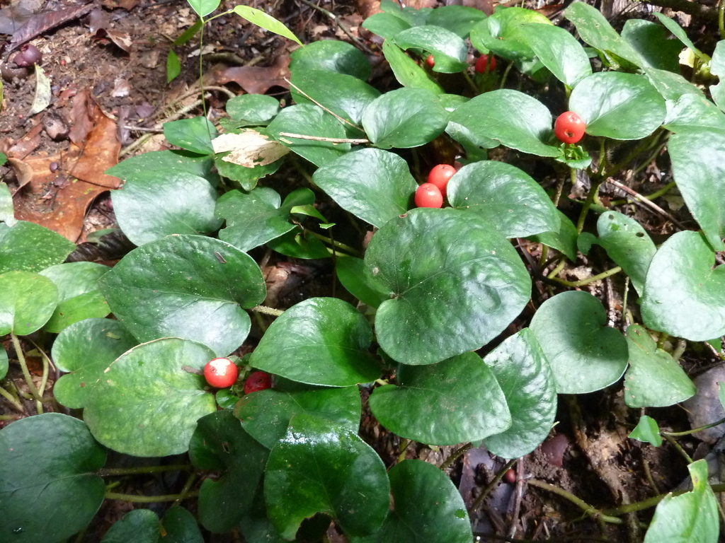 Geophila afzelii