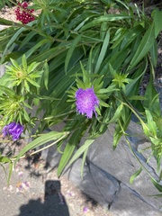 Stokesia