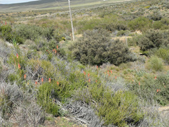 Kniphofia sarmentosa