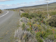 Kniphofia sarmentosa