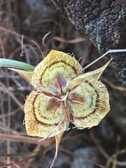 Calochortus tiburonensis