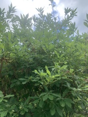 Rhododendron austrinum