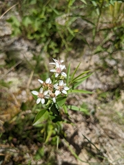 Sericocarpus asteroides