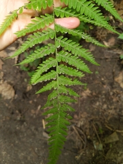 Macrothelypteris