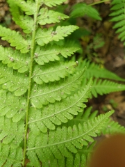 Macrothelypteris