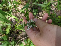 Sericocarpus asteroides