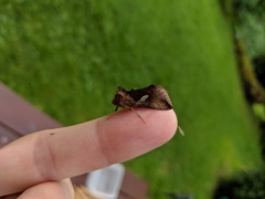 Autographa bractea