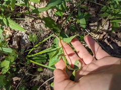 Sericocarpus asteroides