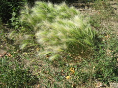 Hordeum jubatum