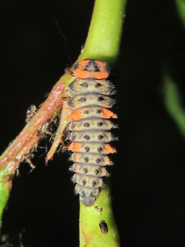 Coccinella magnifica nuotrauka