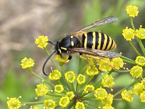 Tree Wasp