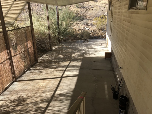 iNaturalist observation photo of Desert Spiny Lizard