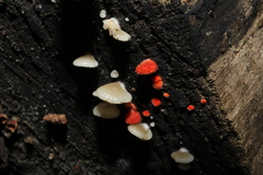 Crepidotus cinnabarinus