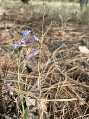 Penstemon griffinii