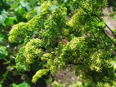Apis mellifera