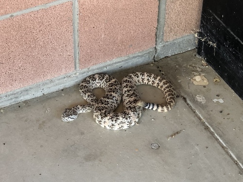 iNaturalist observation photo of Southwestern Speckled Rattlesnake