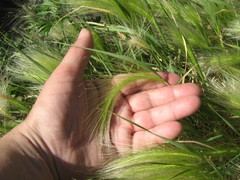 Hordeum jubatum