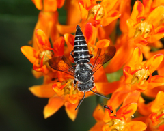 Coelioxys modestus