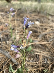 Penstemon griffinii