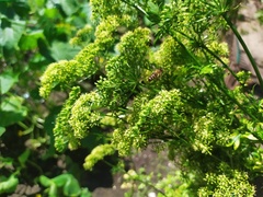Apis mellifera