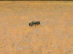 Cataulacus taprobanae