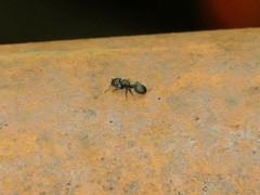 Cataulacus taprobanae