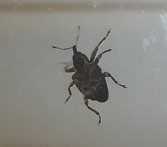 Conotrachelus anaglypticus
