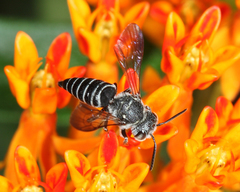 Coelioxys modestus