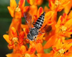 Coelioxys modestus