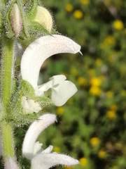 Salvia argentea