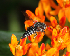 Coelioxys modestus