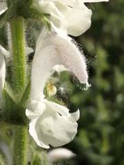 Salvia argentea