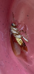 Insecta