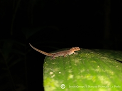 Lepidoblepharis buchwaldi