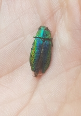 Lamprodila rutilans