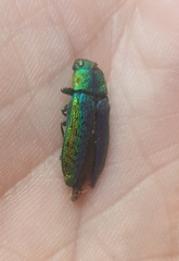 Lamprodila rutilans