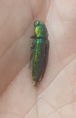 Lamprodila rutilans