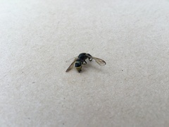 Ancistrocerus trifasciatus