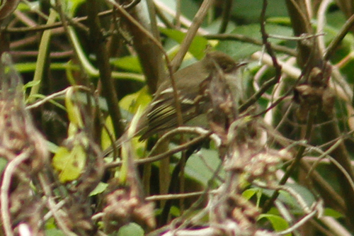 Elaenia pallatangae