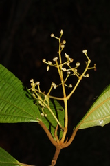 Miconia hernandogarciae