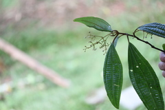 Miconia hernandogarciae