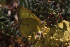 Colias harfordii