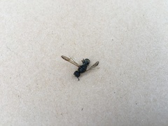 Ancistrocerus trifasciatus