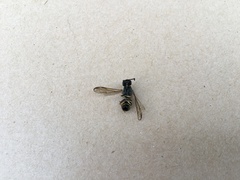 Ancistrocerus trifasciatus