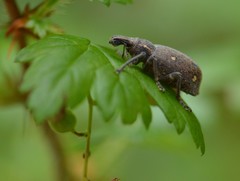Trichalophus brunneus