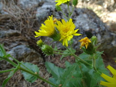 Hieracium amplexicaule