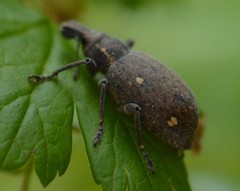 Trichalophus brunneus