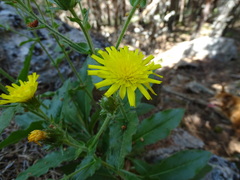 Hieracium amplexicaule