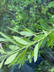 Leiobunum bimaculatum