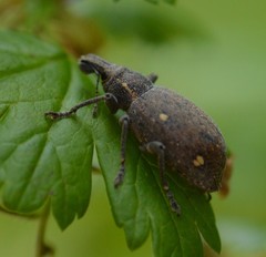 Trichalophus brunneus